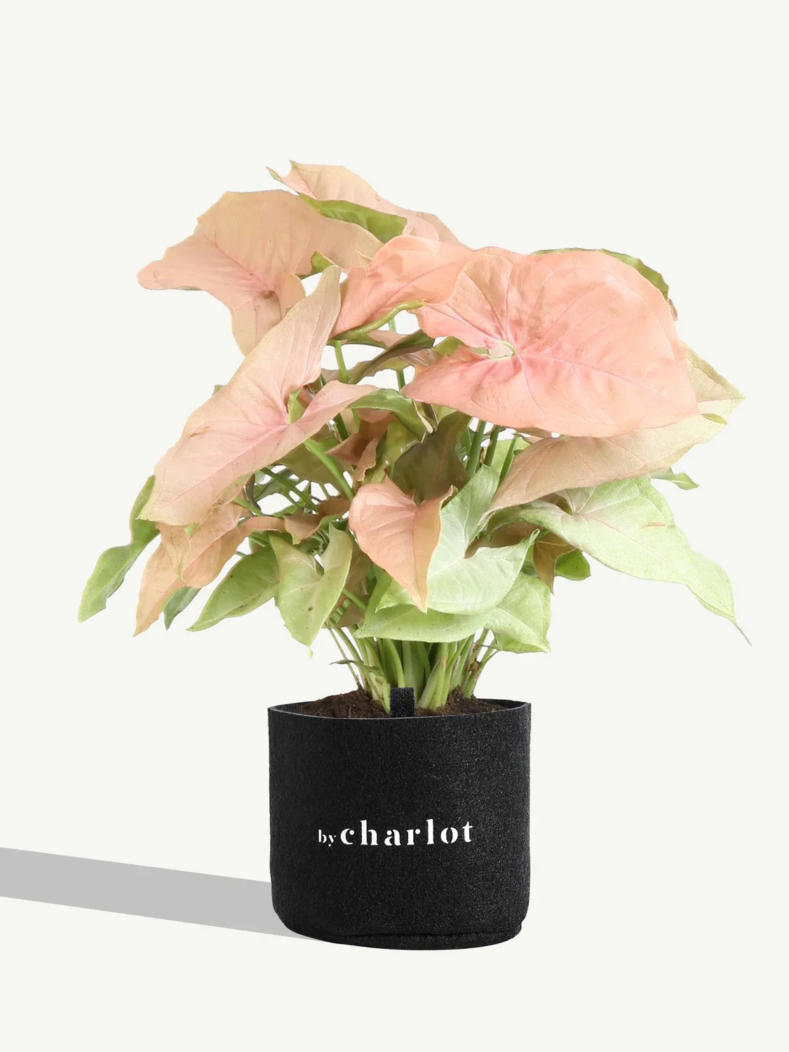 By Charlot L’Adorable recharge syngonium S 13-17 cm