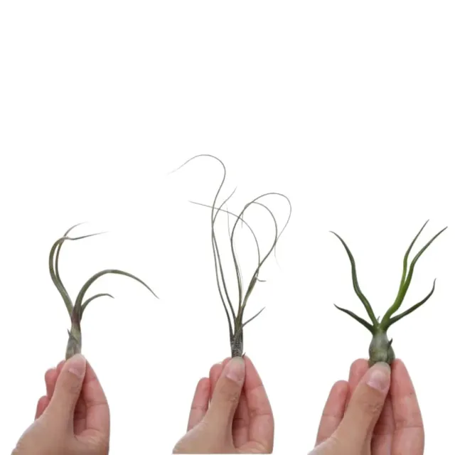 Airplantshop Tentakel Trio plante aerienne lot 3 Baileyi