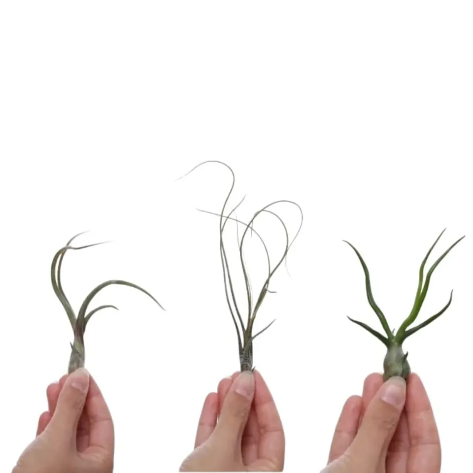 Airplantshop Tentakel Trio plante aerienne lot 3 Baileyi