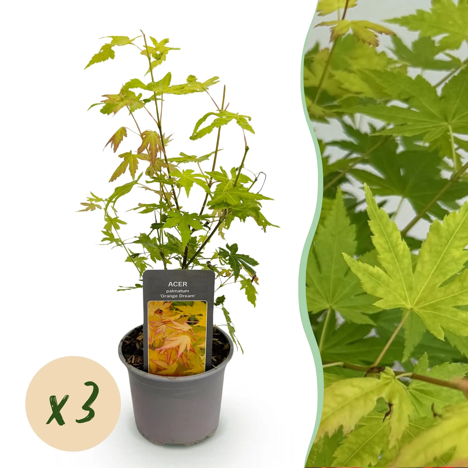 Plant and Stories Orange Dream érable du Japon 1 plant pot 12 cm