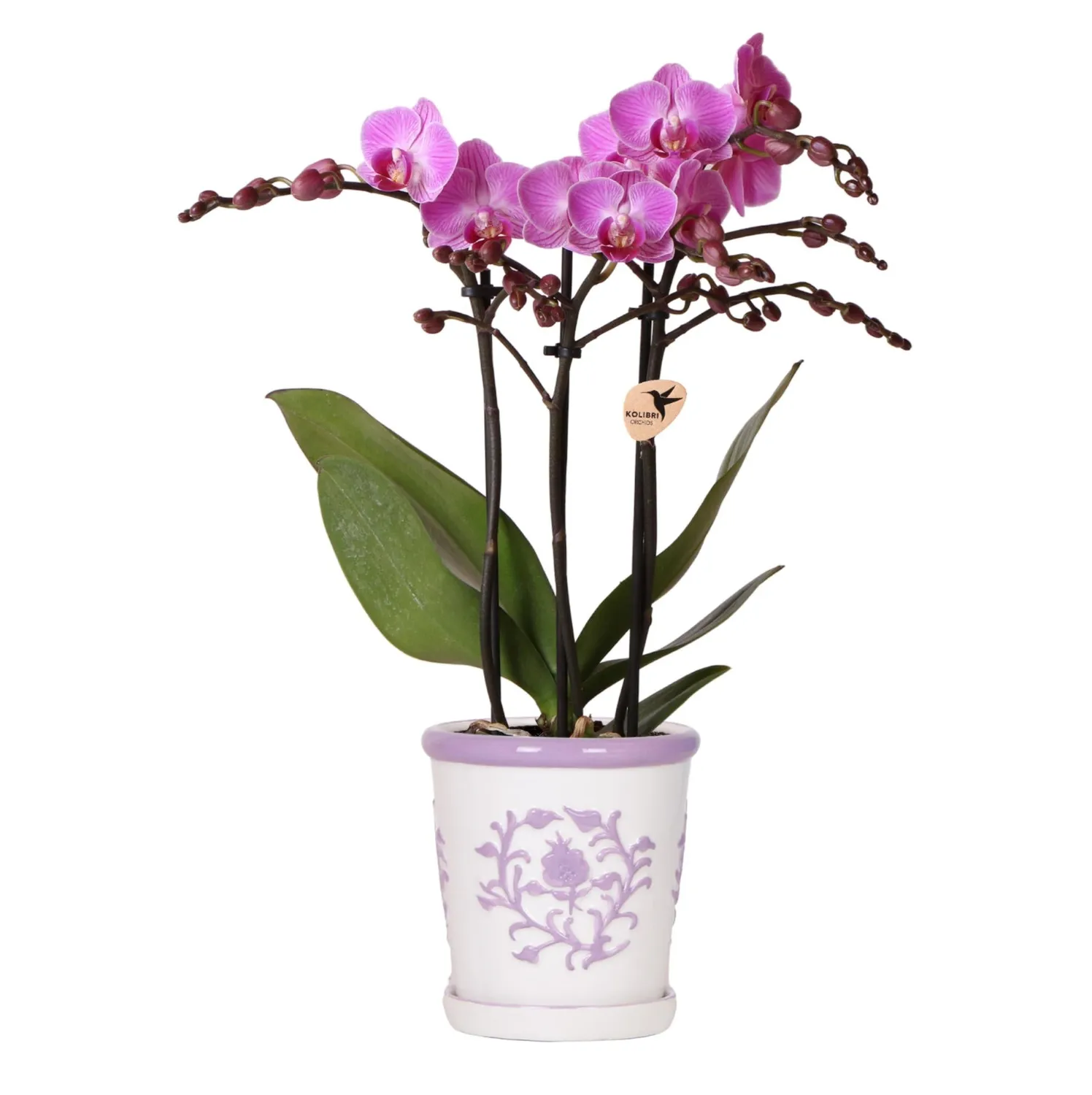Plant and Stories Phalaenopsis Vienna orchidée pot 9 cm violette
