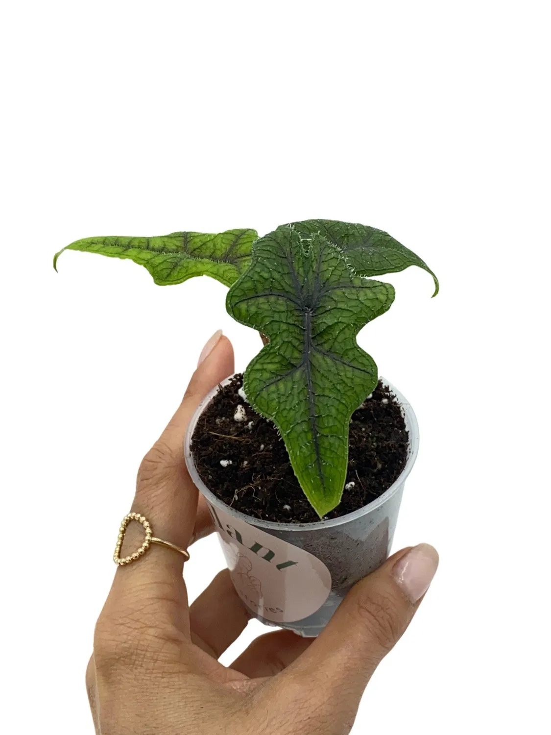 PLANT AND STORIES Alocasia Jacklyn plante d'intérieur pot 6cm