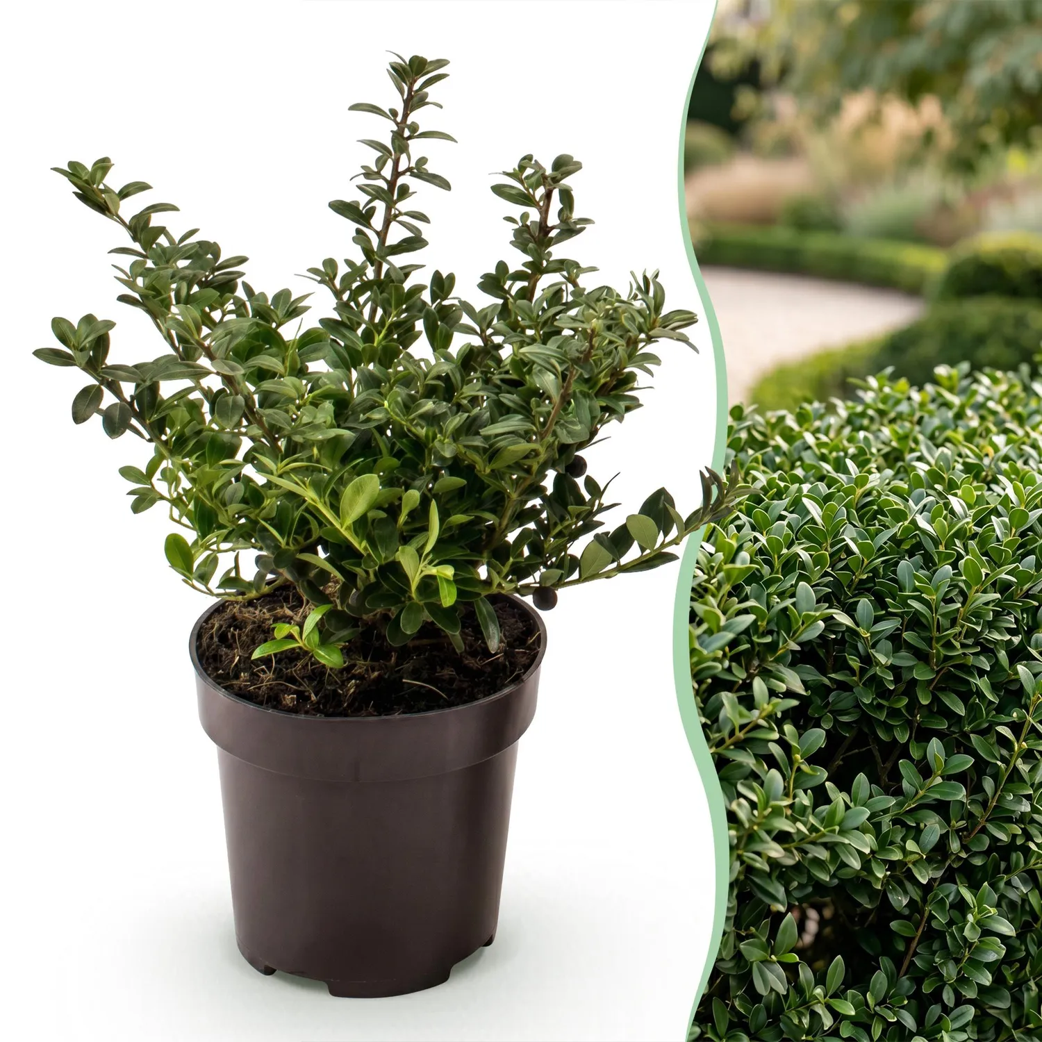 Plant and Stories Stokes houx crénelé 8 plants pot 9 cm