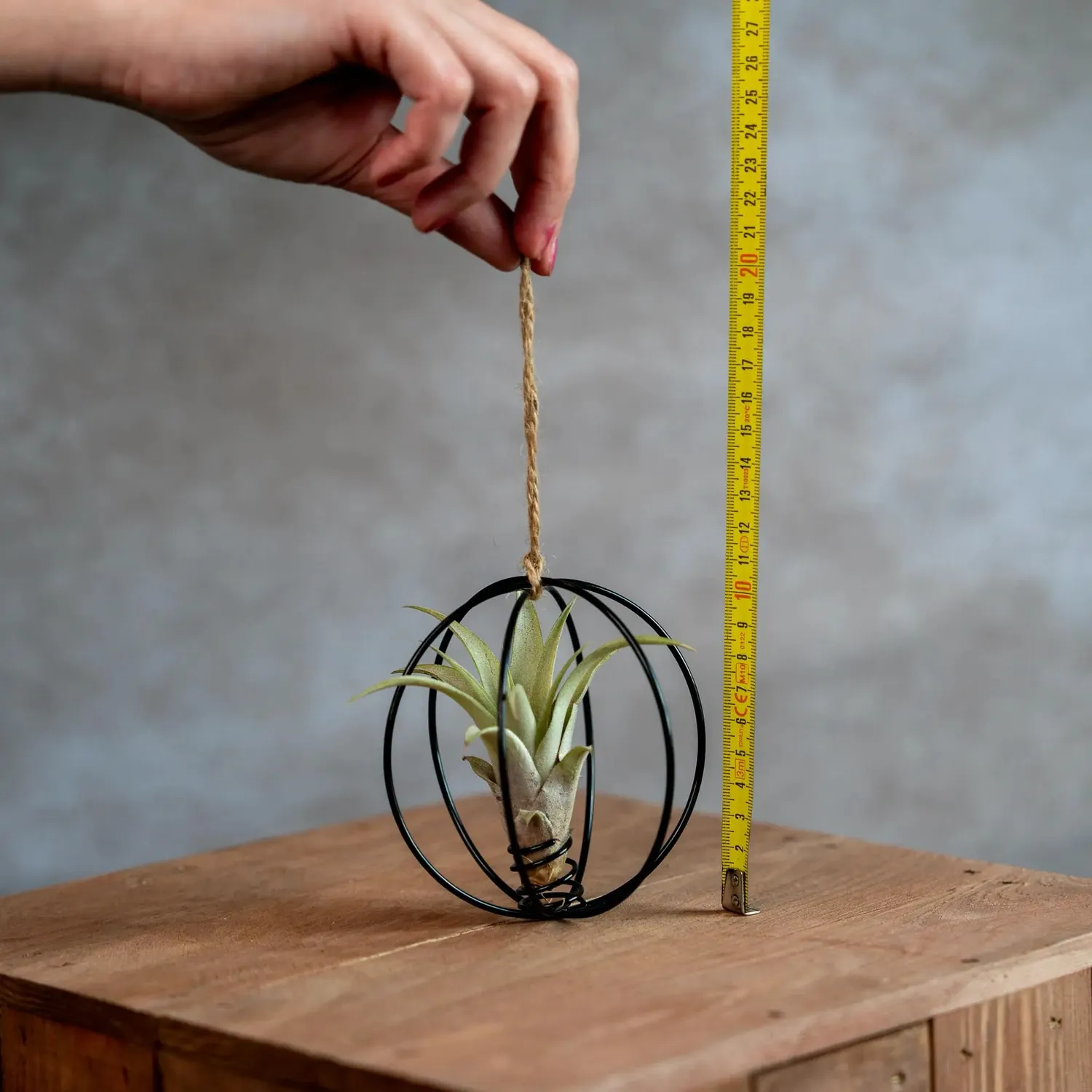 Airplantshop X-Mas Ball boule Noël noire Tillandsia