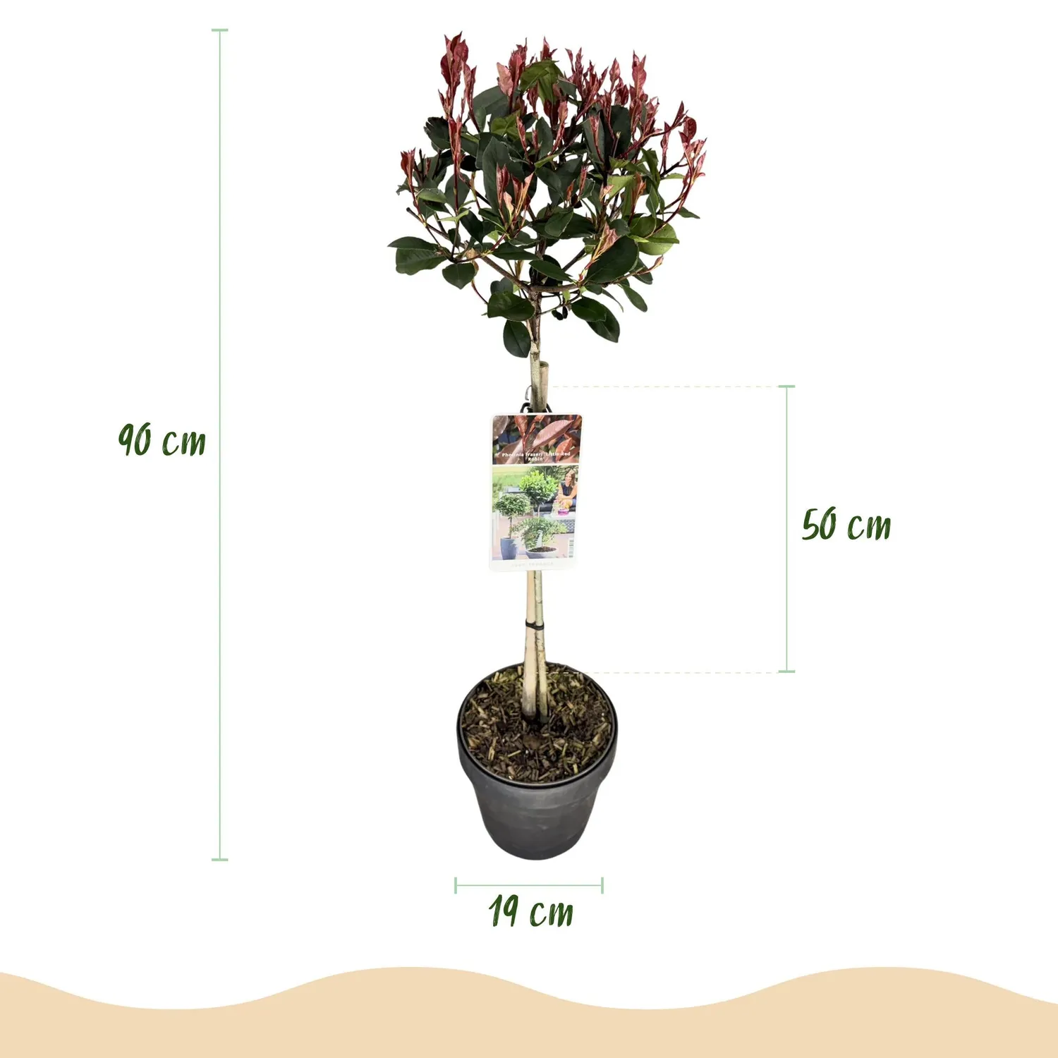 Plant and Stories Photinia Little Red Robin haie pot 19 cm rouge