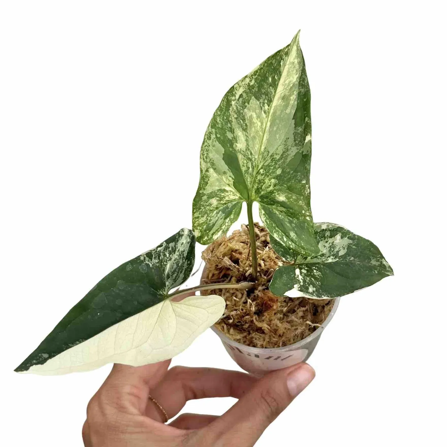 Plant and Stories Syngonium Albo Variegata plante d’intérieur pot 6 cm blanc