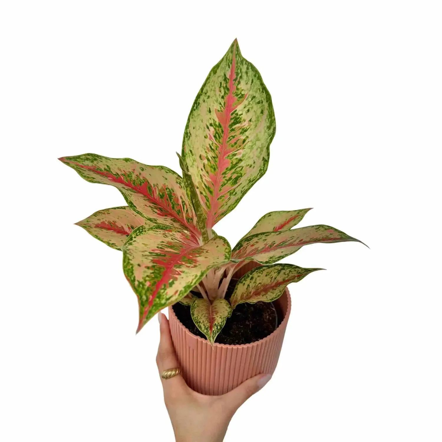 Plant and Stories Aglaonema Painted Celebration plante pot 12cm rose