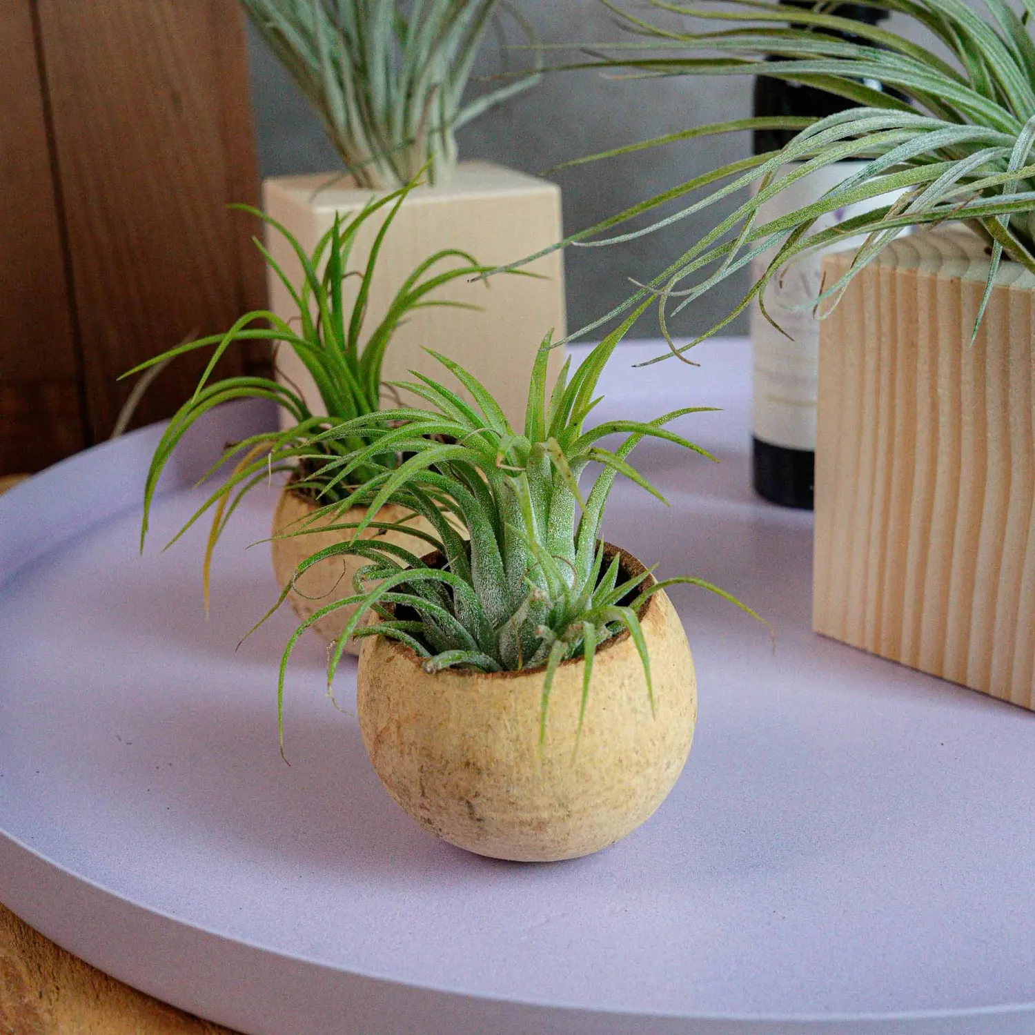 Airplantshop Starters Box kit plantes supports spray