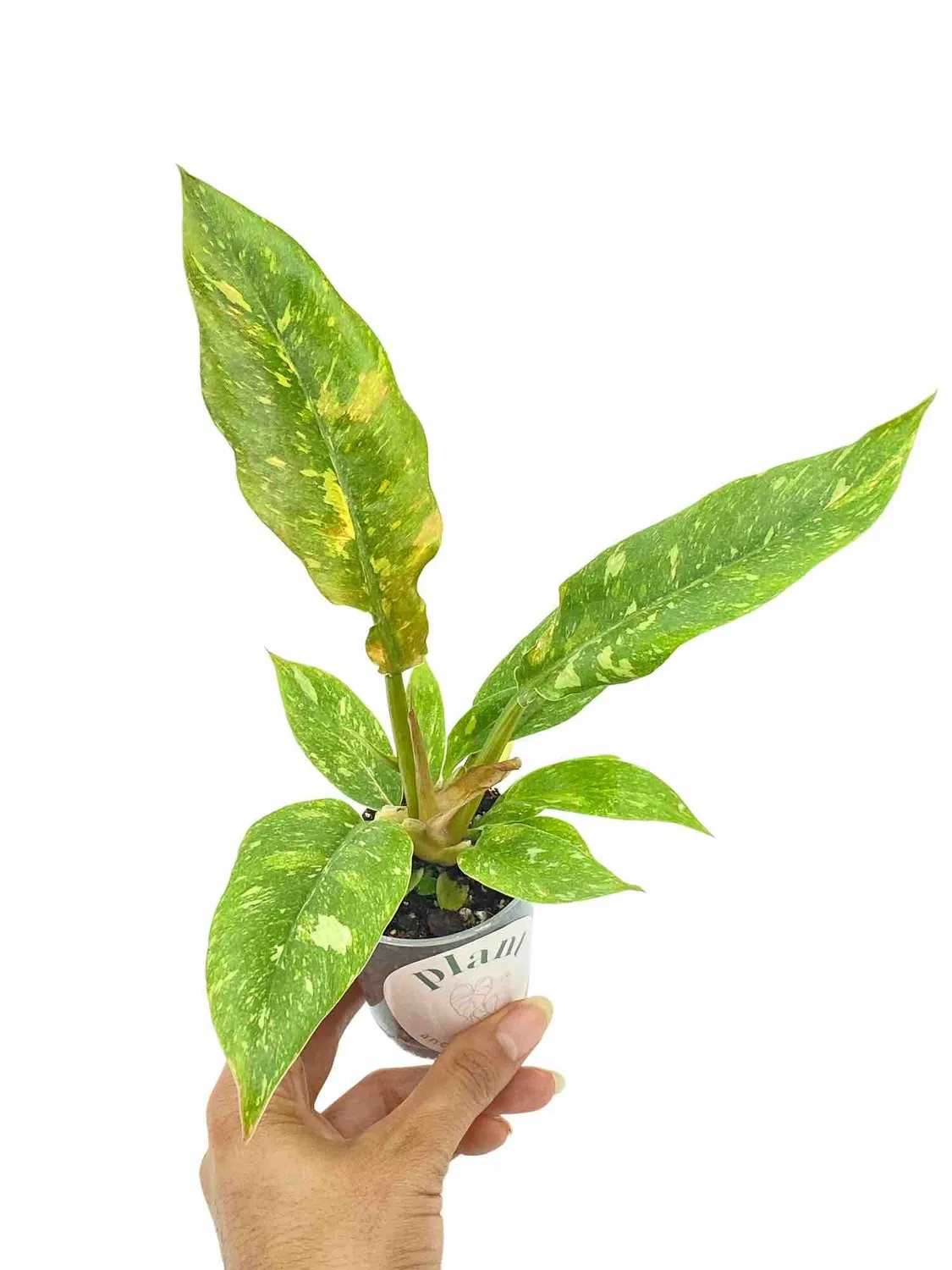 Plant and Stories Philodendron Ring of Fire plante pot 6 cm