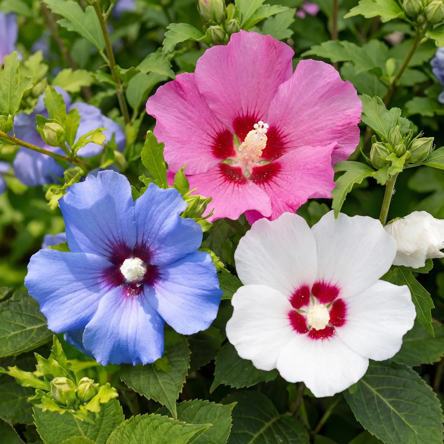 Plant and Stories Hibiscus Tricolour arbuste fleuri pot 17 cm lot 3