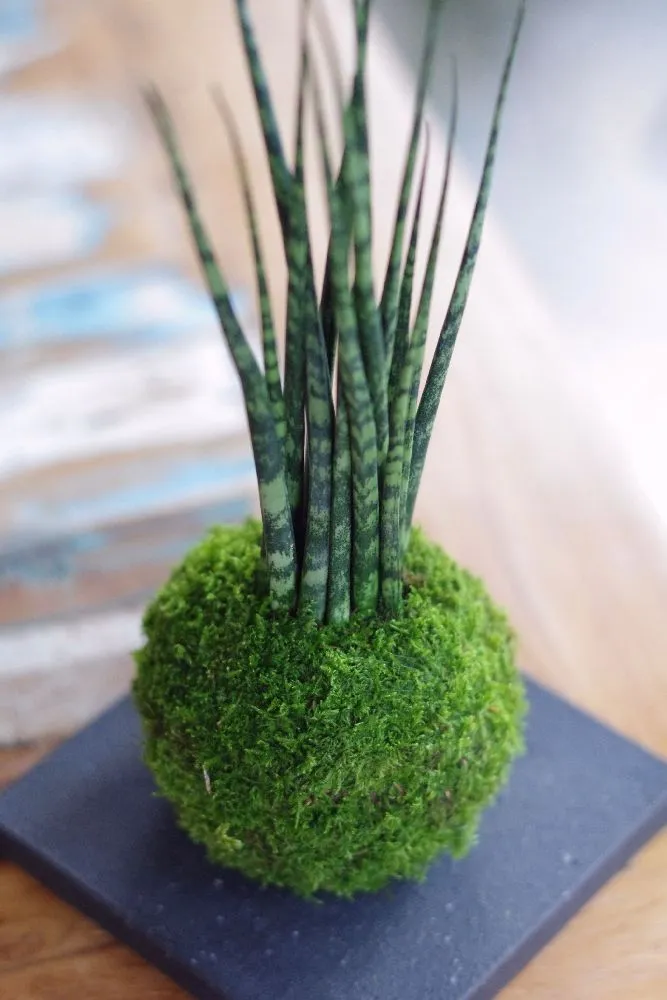 AQUAPHYTE Bagan Ni kokedama sansevieria mikado