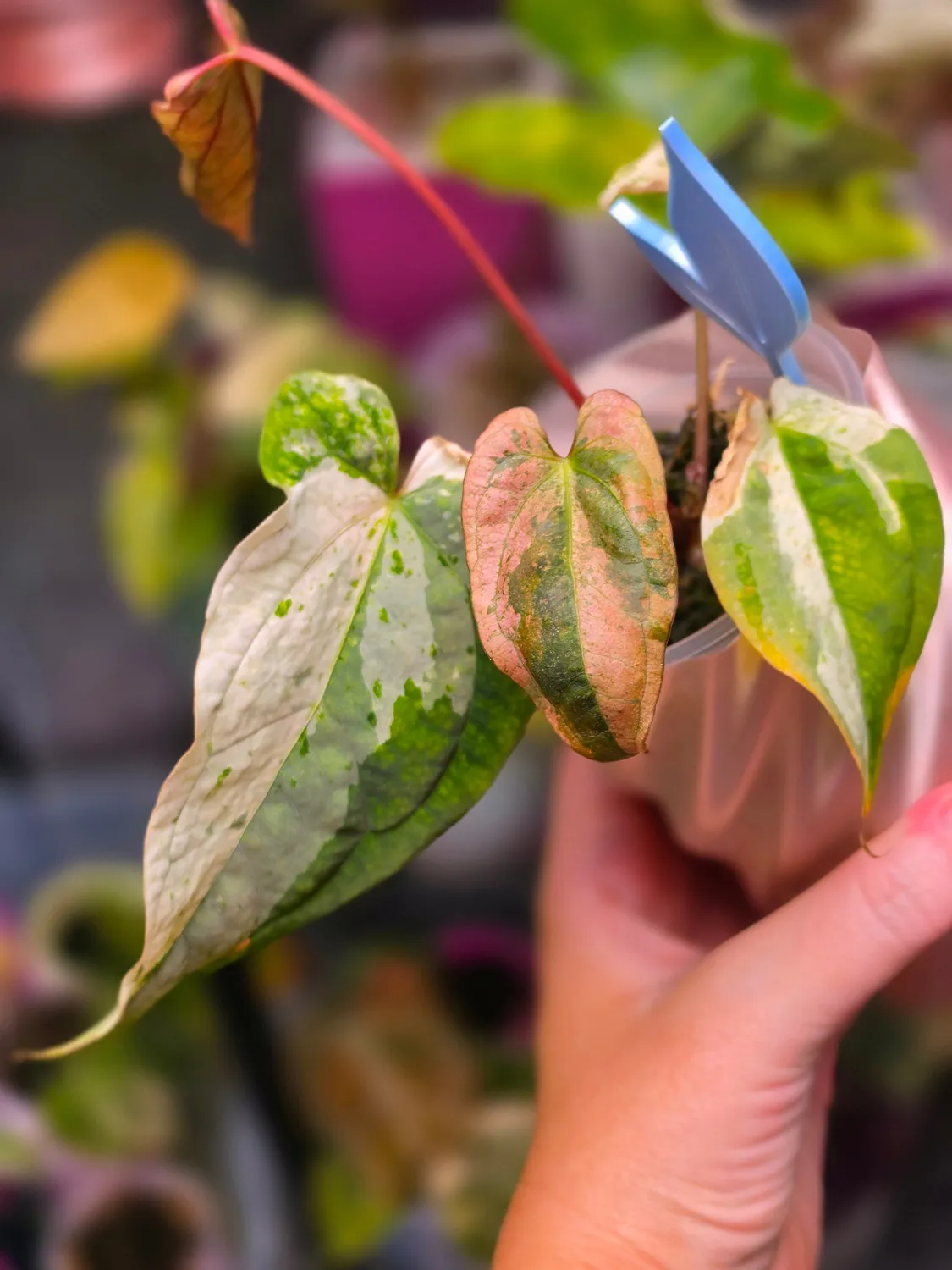 plant.ess Anthurium Papillilaminum Peach x DPN plante panachée clone