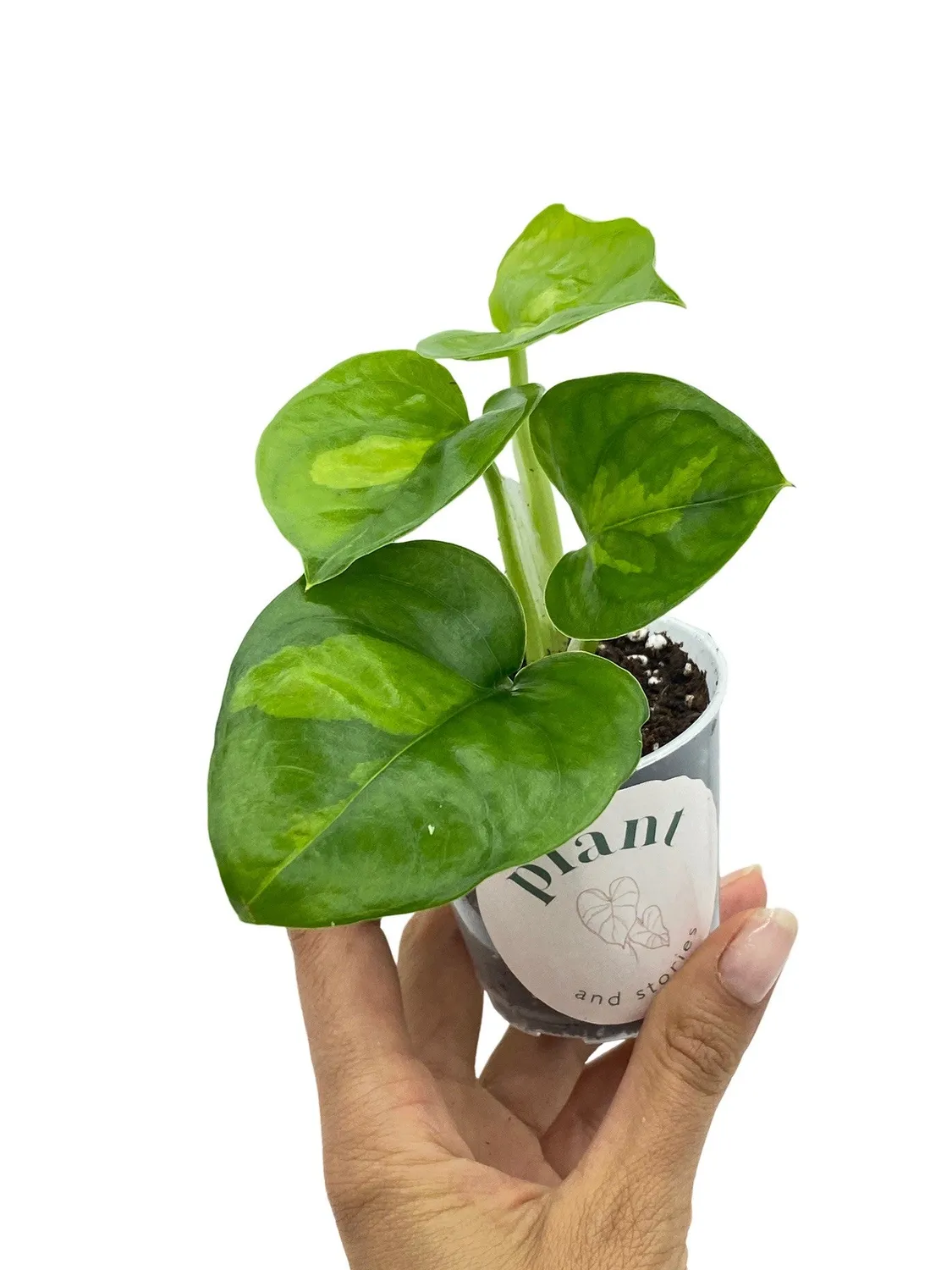 Plant and Stories Global Green pothos pot 6 cm bicolore