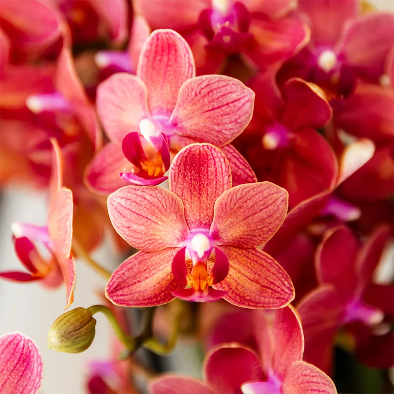 Plant and Stories Congo orchidée phalaenopsis rose coffret cadeau