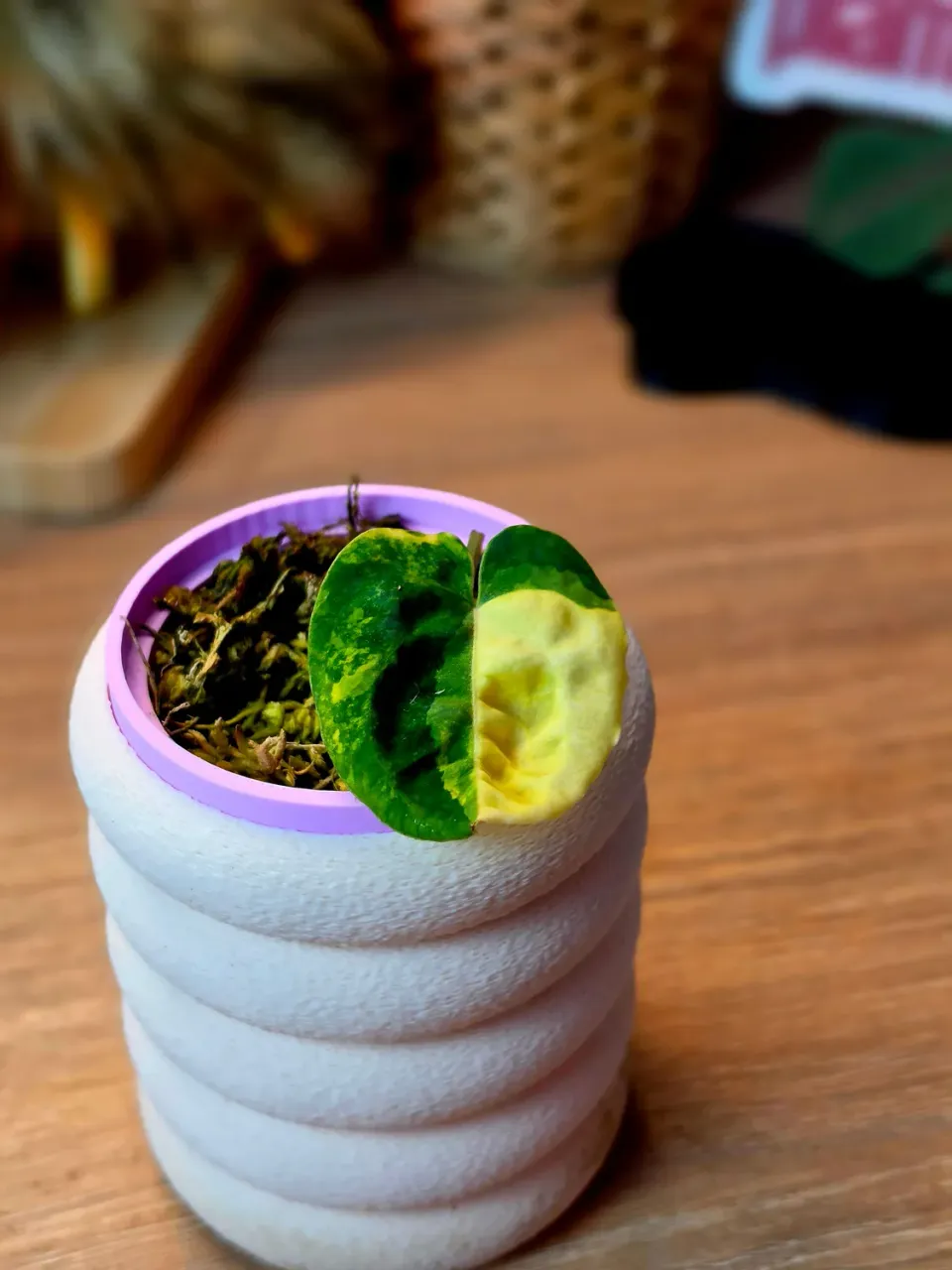 plant.ess Orion M06 Carlablackiae x Papillilaminum anthurium panaché 1 feuille