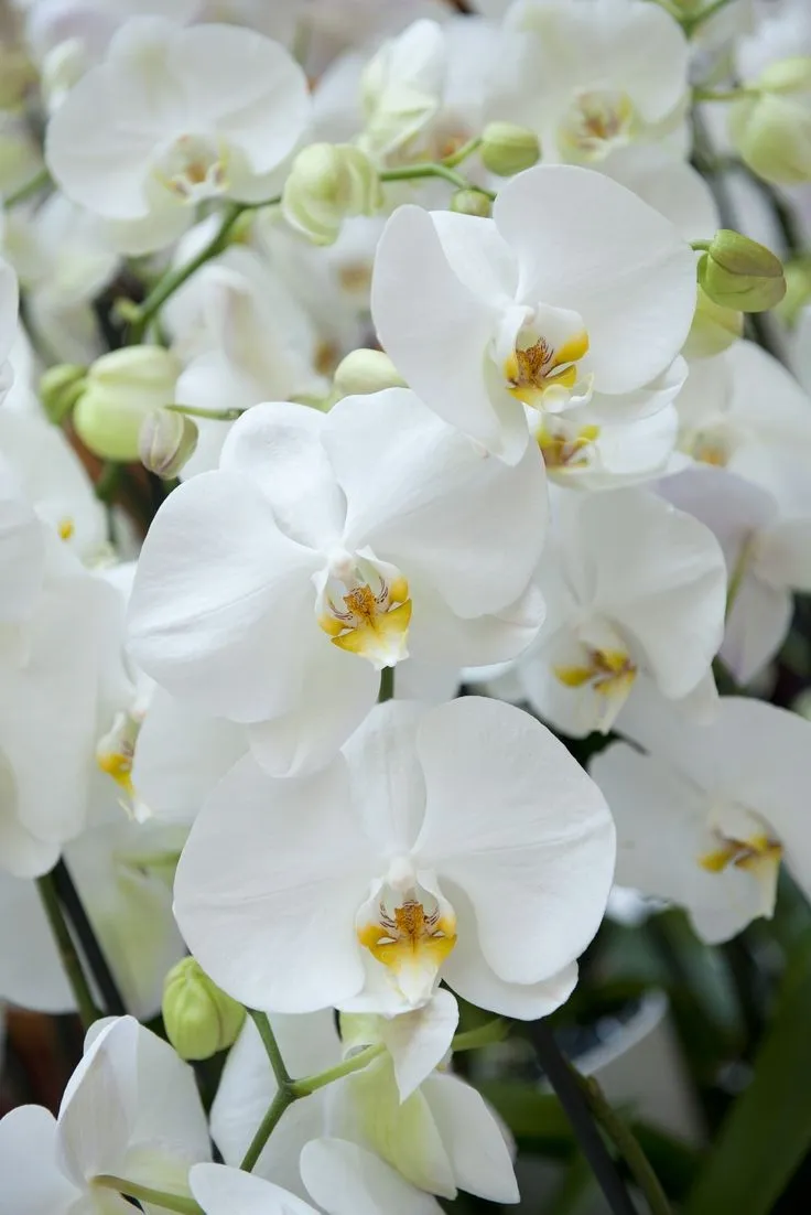 Plant and Stories terreau orchidée premium substrat 4L