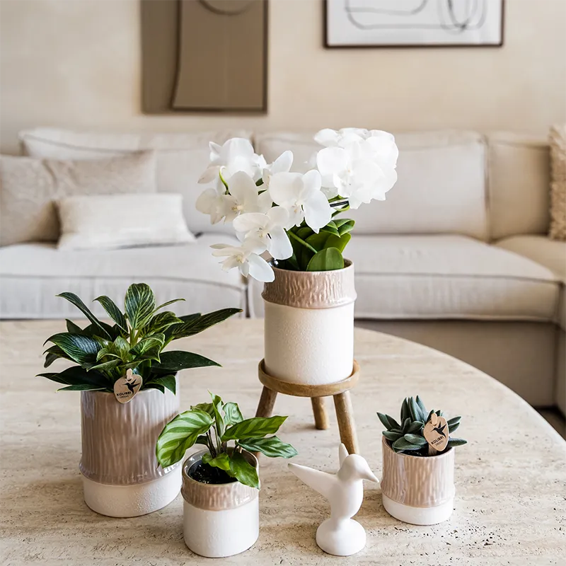 Plant and Stories Willow cache-pot céramique 6 cm sable