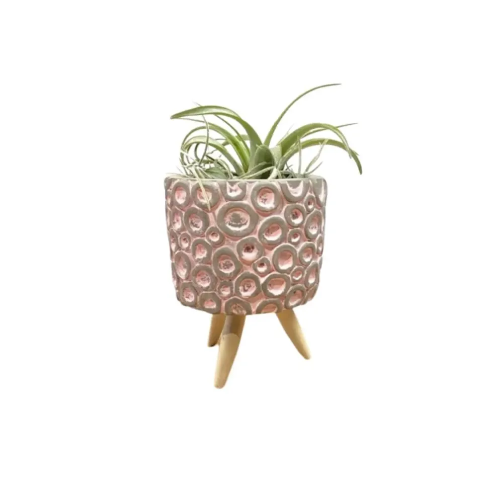 Airplantshop pot ciment rose sur pieds avec tillandsia multiflora