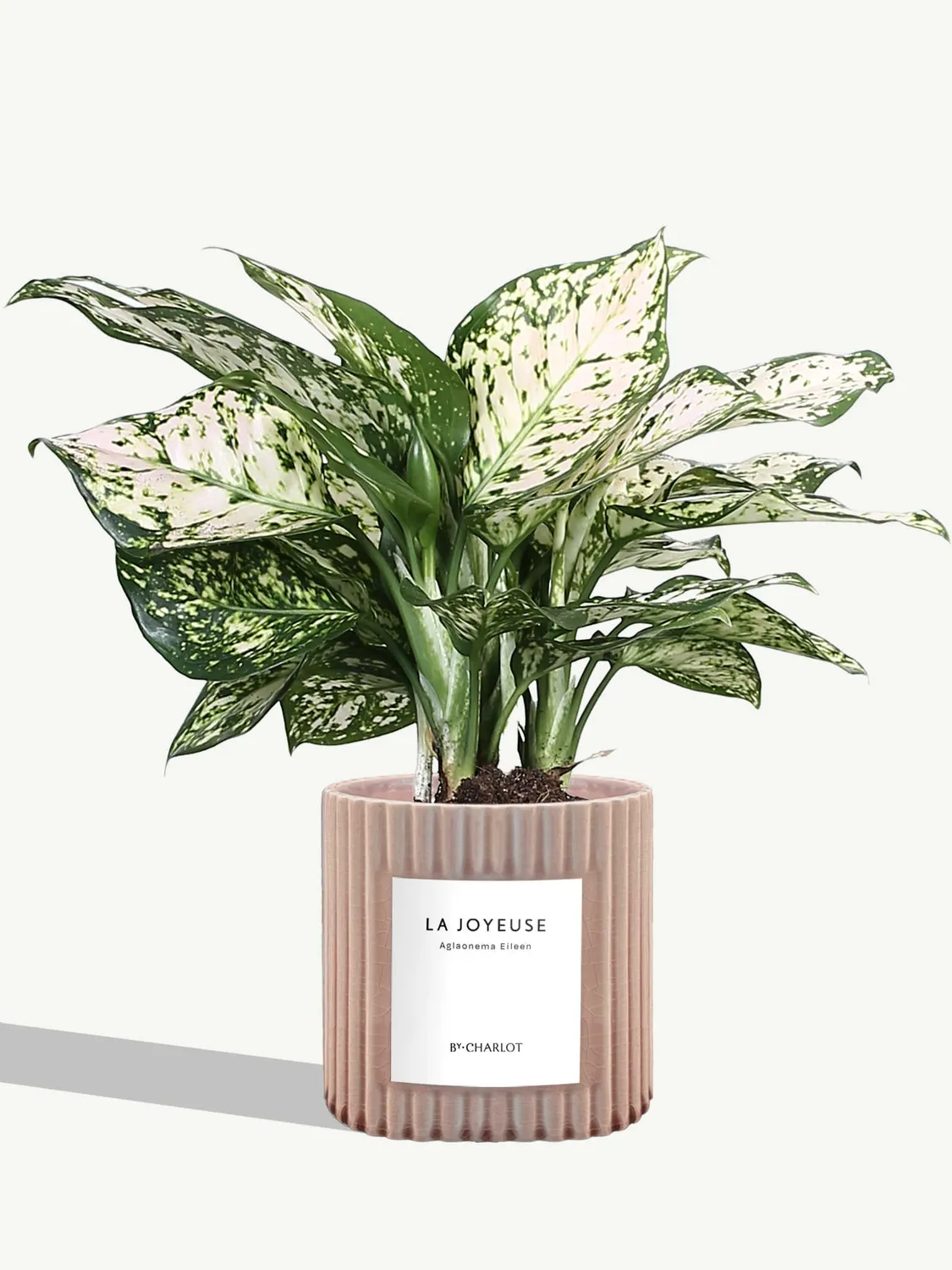 By Charlot plante La Joyeuse plante verte