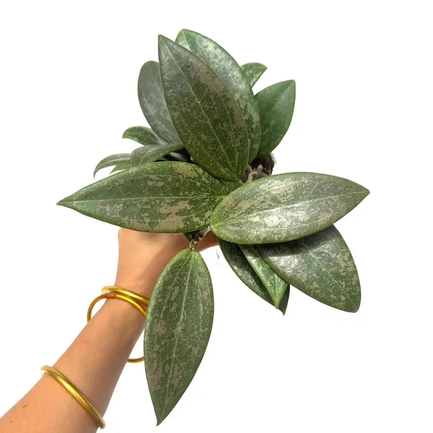 Plant and Stories Hoya Verticillata Wibergiae plante grimpante pot 6 cm