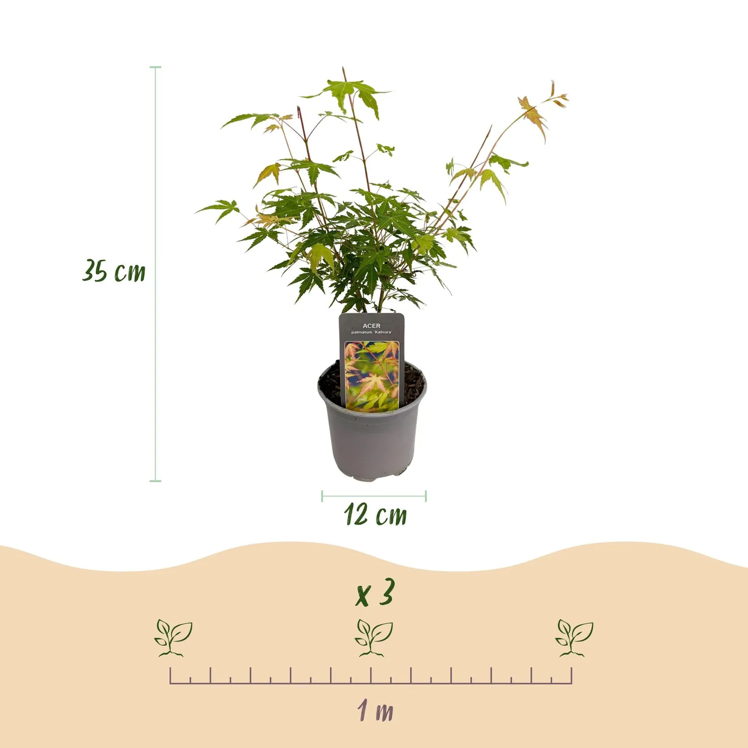 Plant and Stories Katsura érable du Japon 1 plant pot 12 cm
