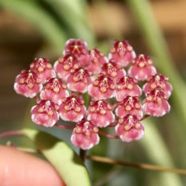 Plant and Stories Hoya Wayetii Variegata plante intérieur pot 9cm