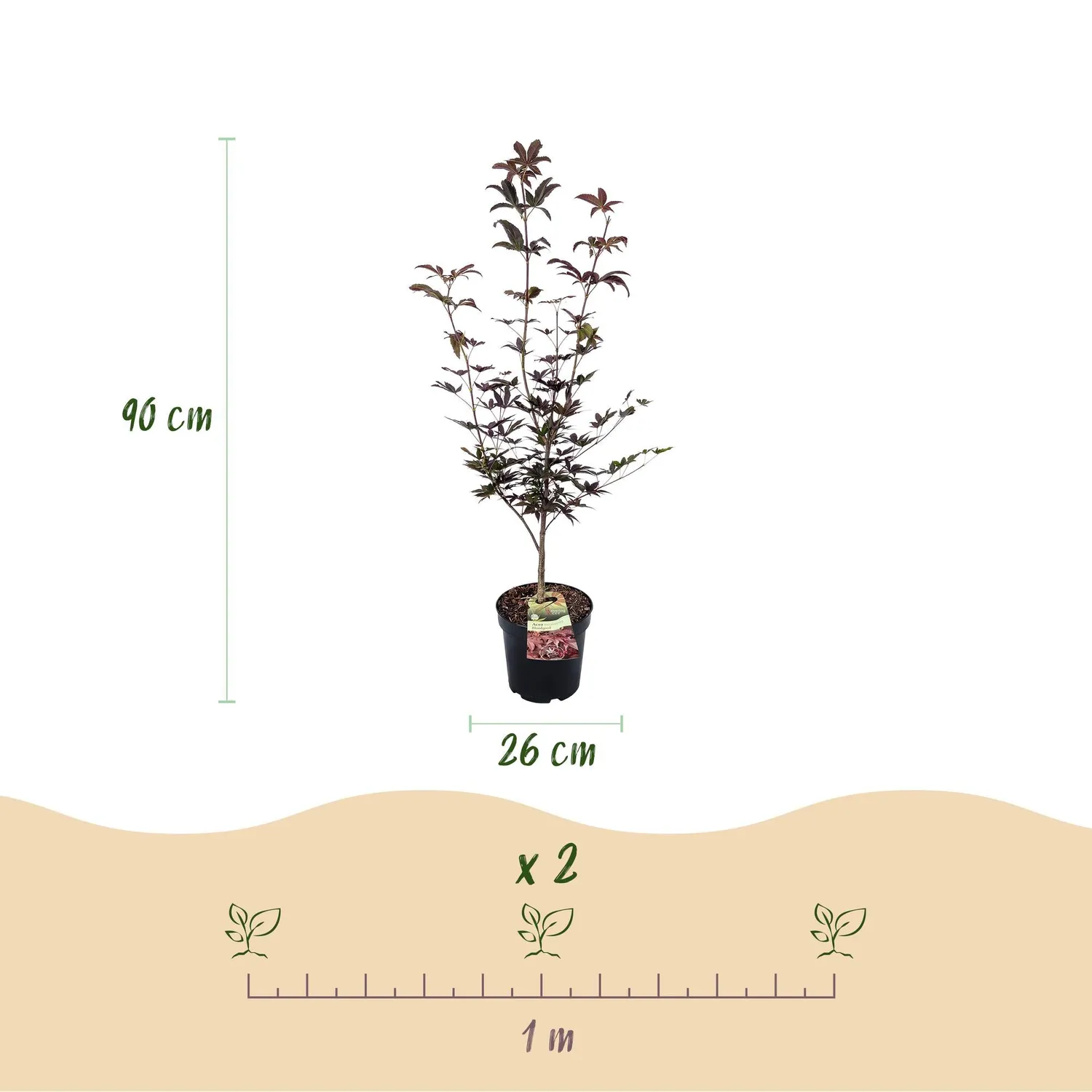 Plant and Stories Bloodgood érable du Japon arbuste pot 26cm pourpre