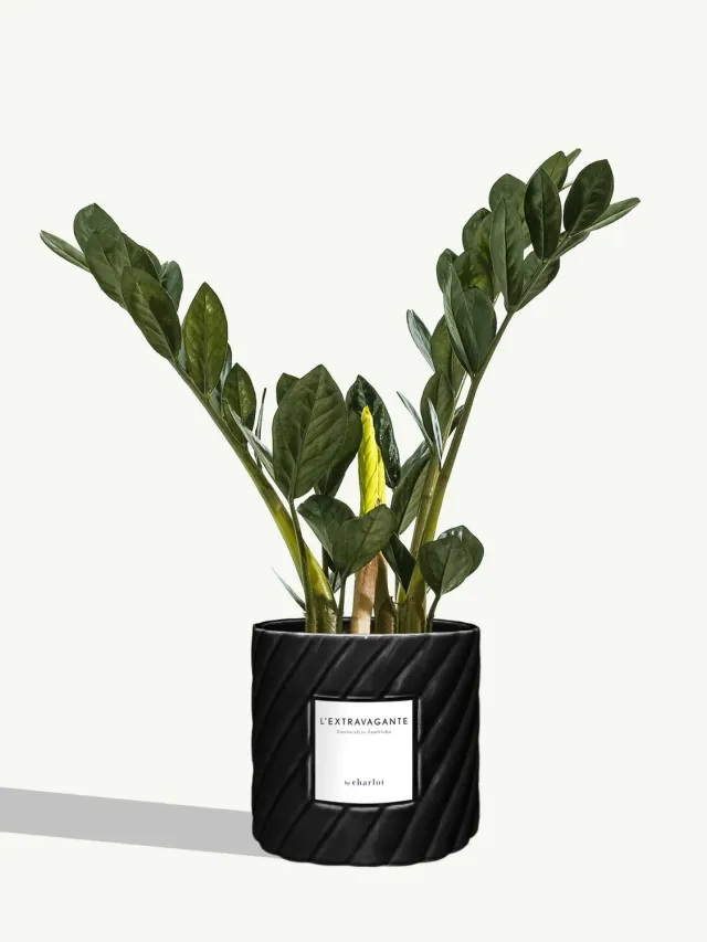By Charlot L’Extravagante plante verte 50 cm pot 14 cm