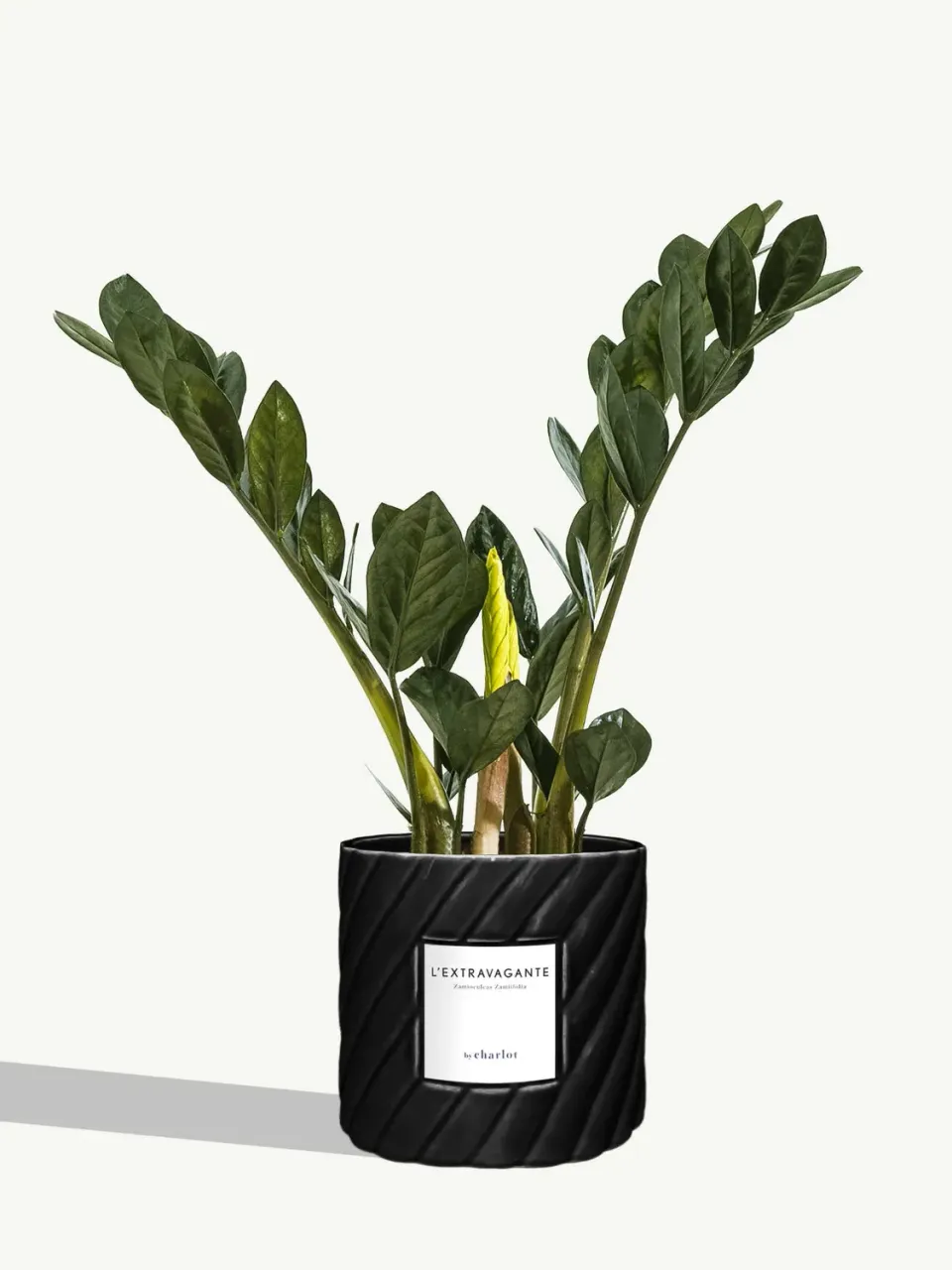By Charlot L’Extravagante plante verte 50 cm pot 14 cm