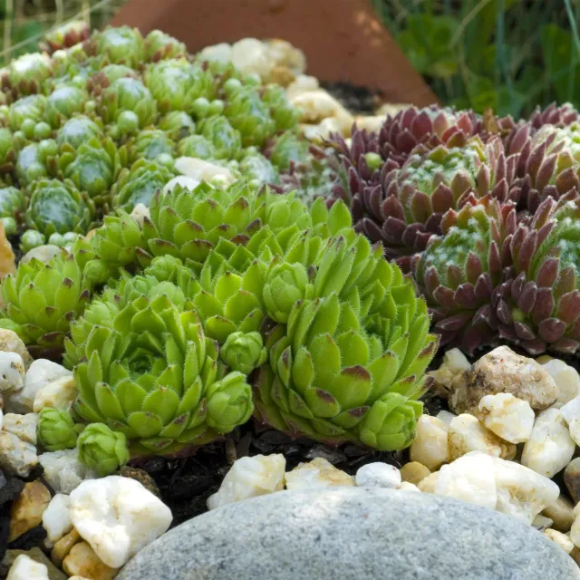 Plant and Stories Big Sam joubarbe succulente 4 plants pot 14cm