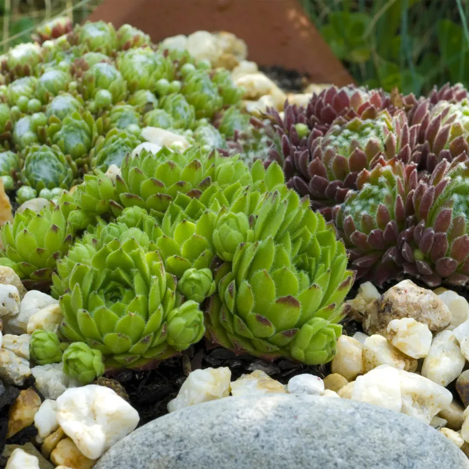 Plant and Stories Big Sam joubarbe succulente 4 plants pot 14cm