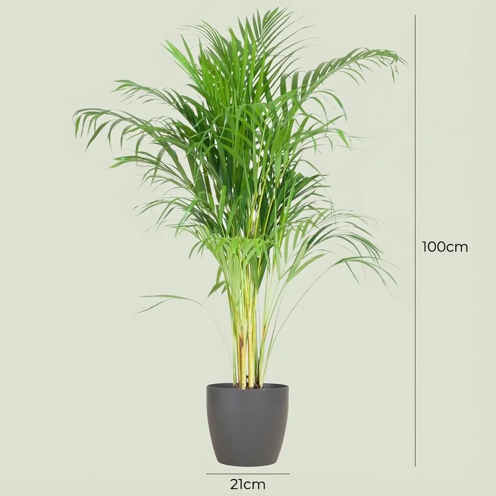 PLANT AND STORIES Dypsis Lutescens Areca palmier pot 21 cm 90 cm