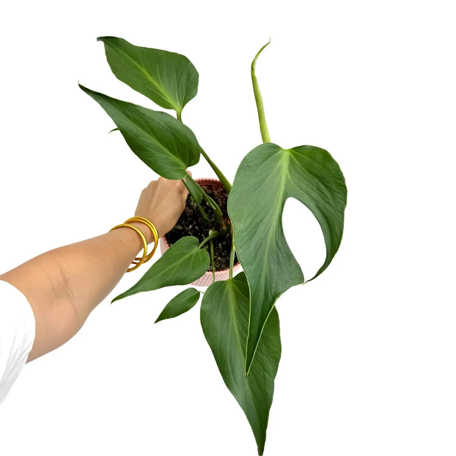 Plant and Stories Monstera Burle Marx Flame plante pot 6 cm découpée