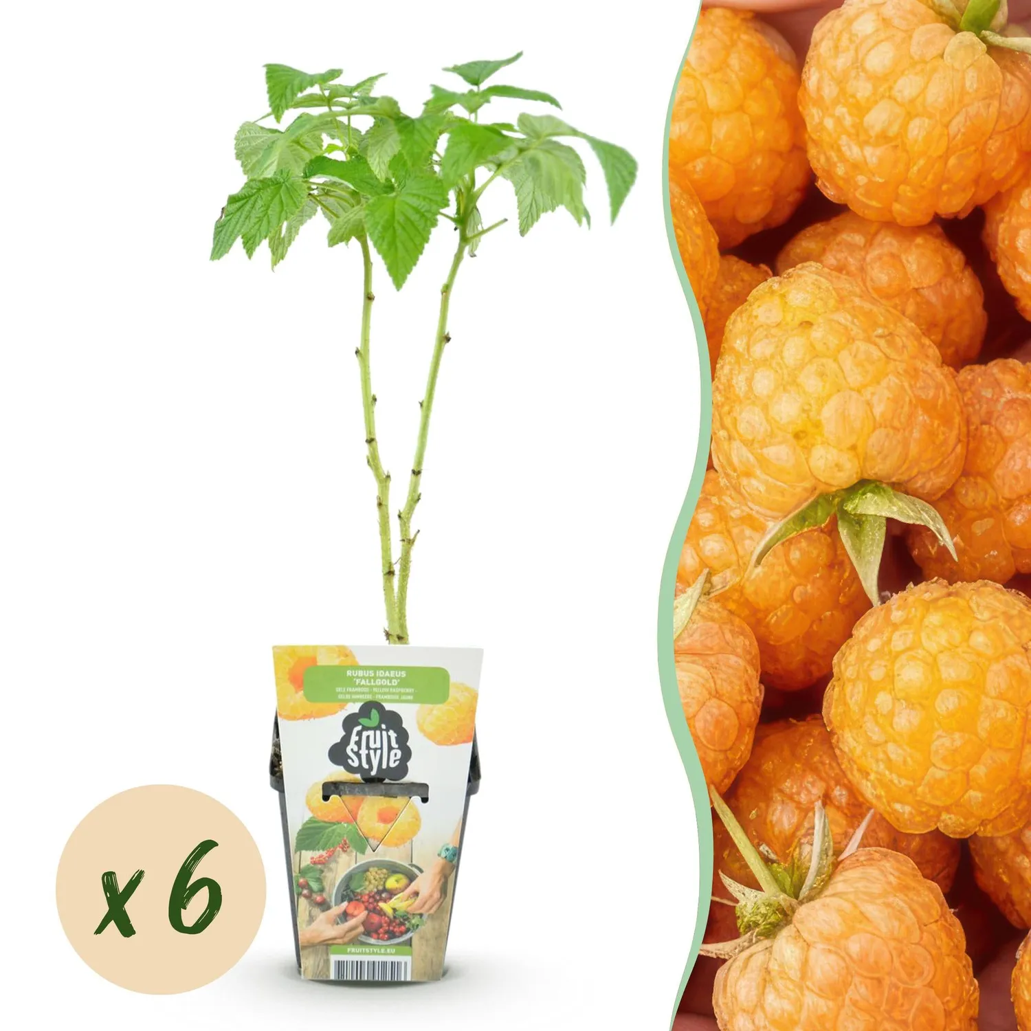 Plant and Stories Fallgold framboisier jaune 3 plants pot 9 cm