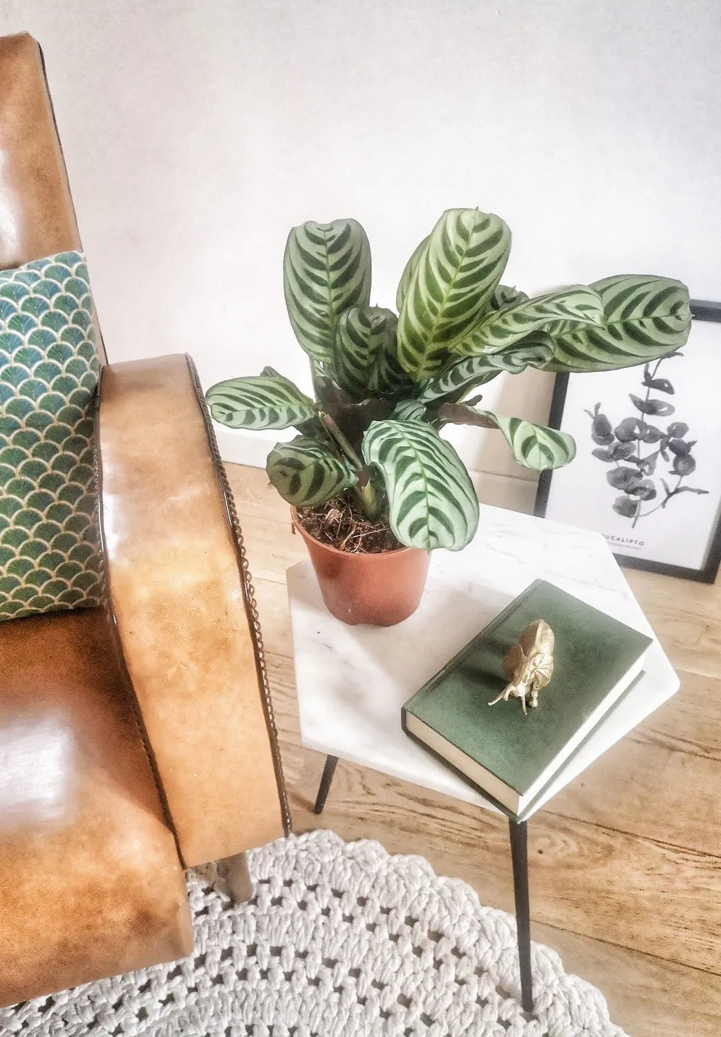 Réconciliation Végétale Chloe calathea amabilis plante prière