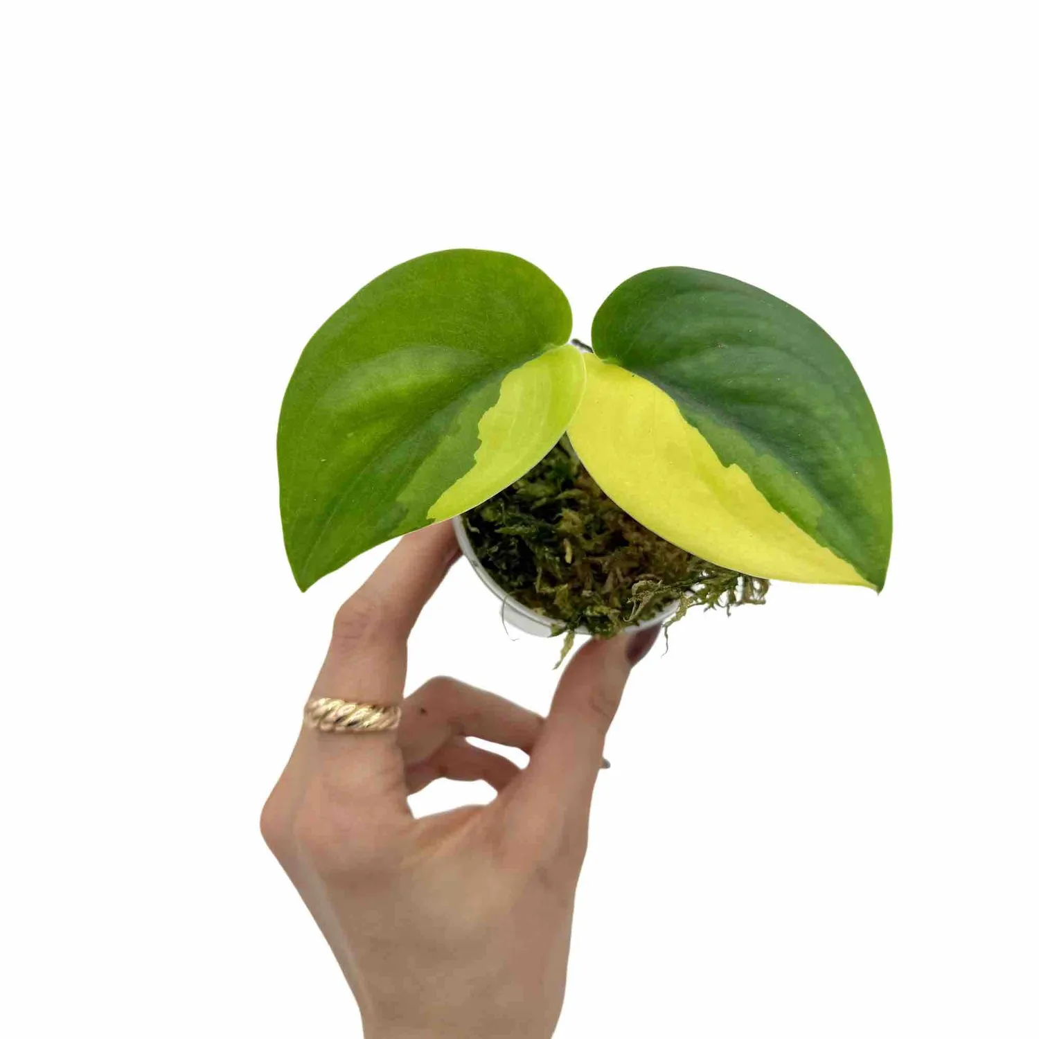 Plant and Stories Jade Satin scindapsus 6 cm panaché aurea