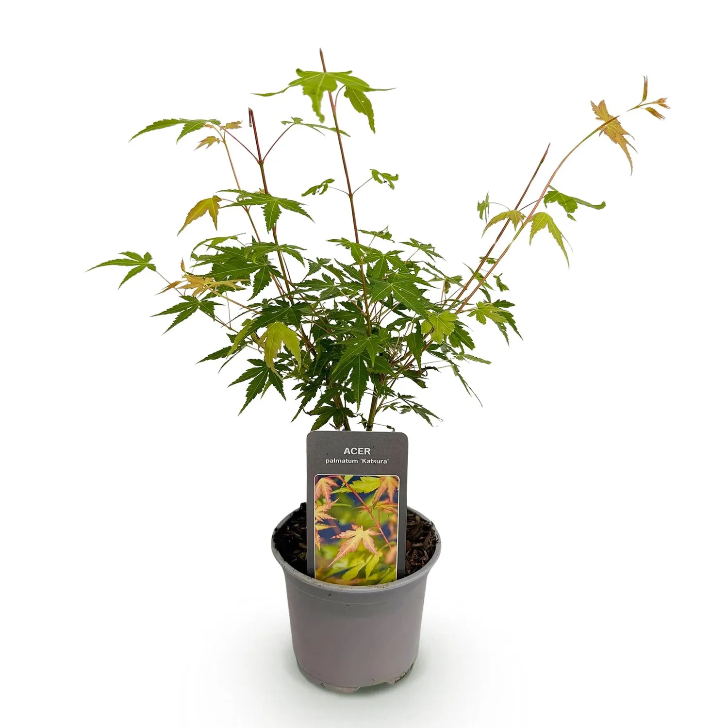 Plant and Stories Katsura érable du Japon 1 plant pot 12 cm