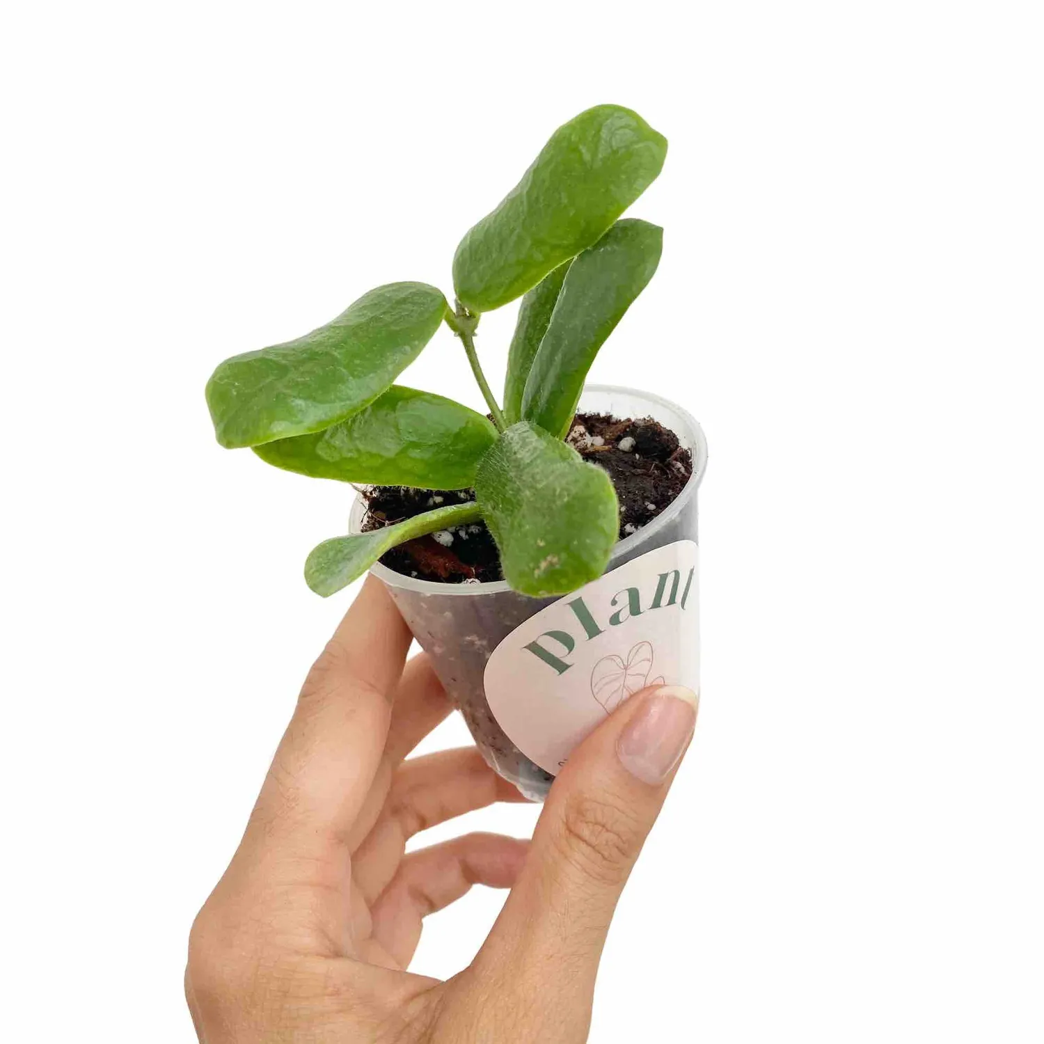Plant and Stories Hoya Rotundiflora plante d’intérieur pot 6 cm feuilles rondes