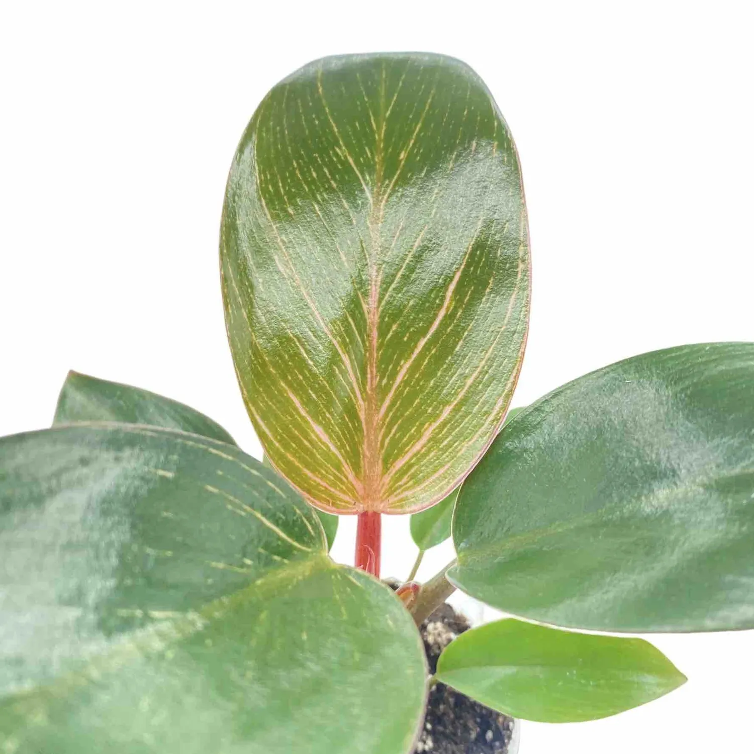 Plant and Stories Philodendron Pink Birkin plante pot 6 cm rayée