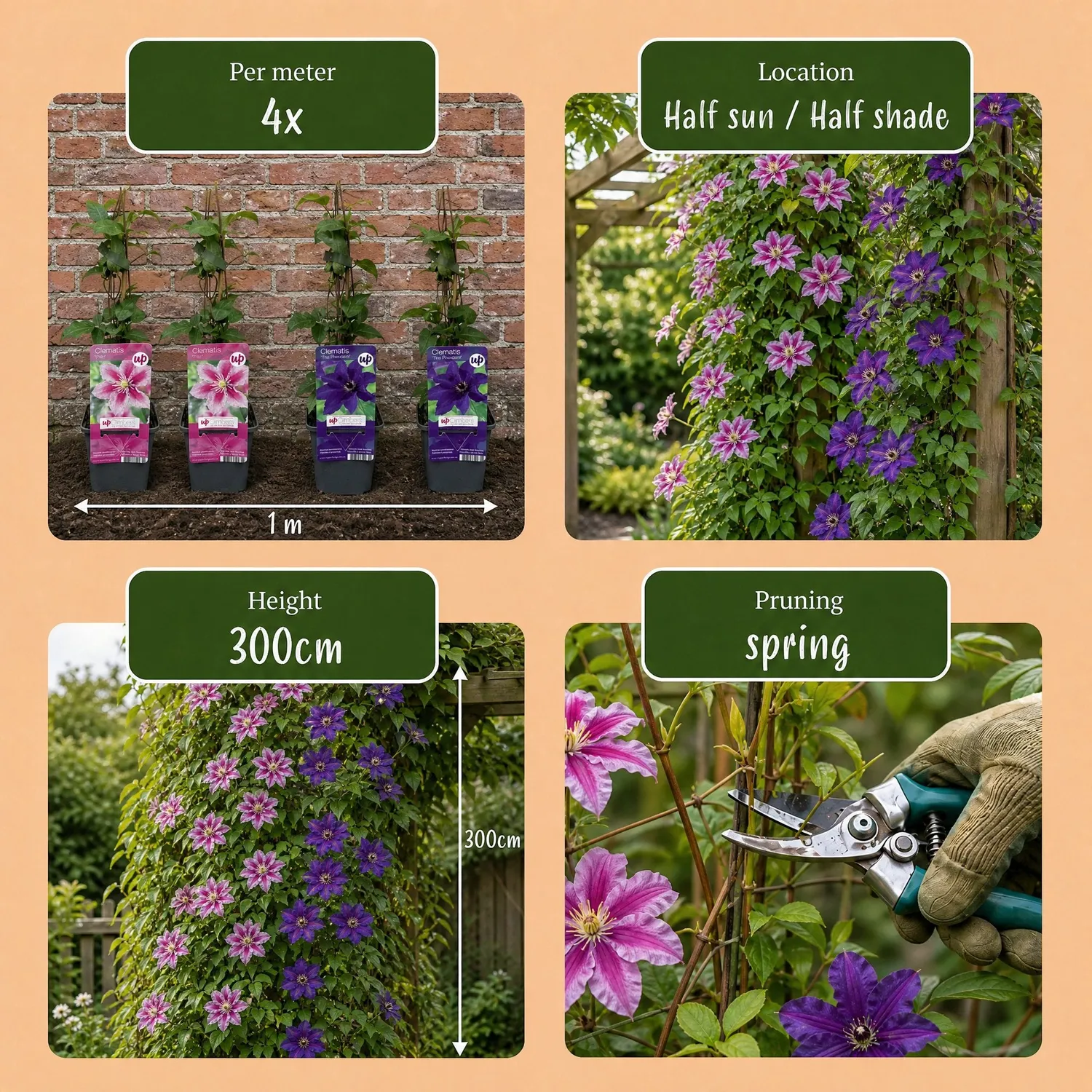 Plant and Stories Clématite Duo Violet & Rose plante grimpante 2 plants rustique
