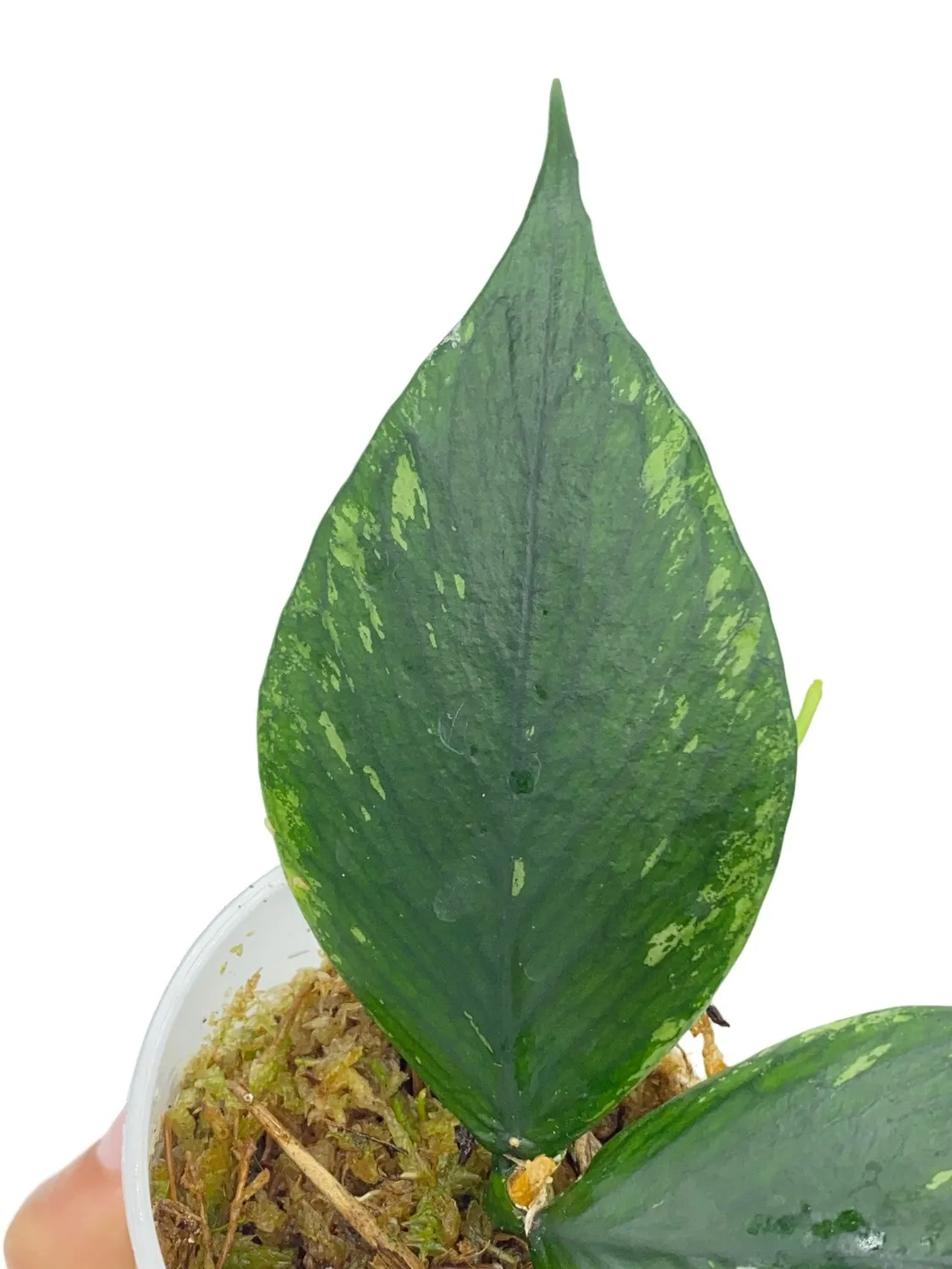 Plant and Stories Polyneura hoya plante pot 6cm feuilles nervurées