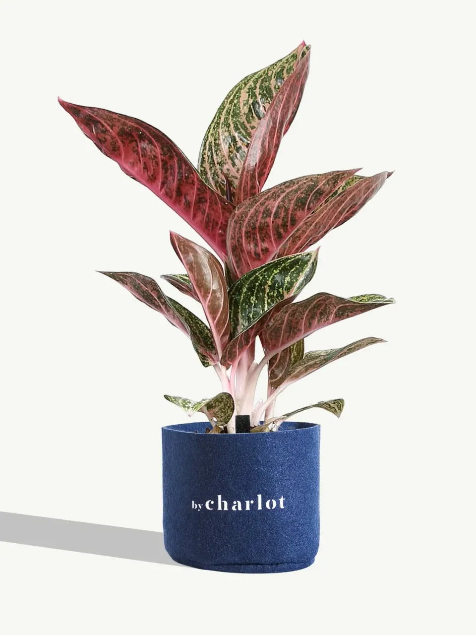 By Charlot La Styliste recharge plante S standard verte