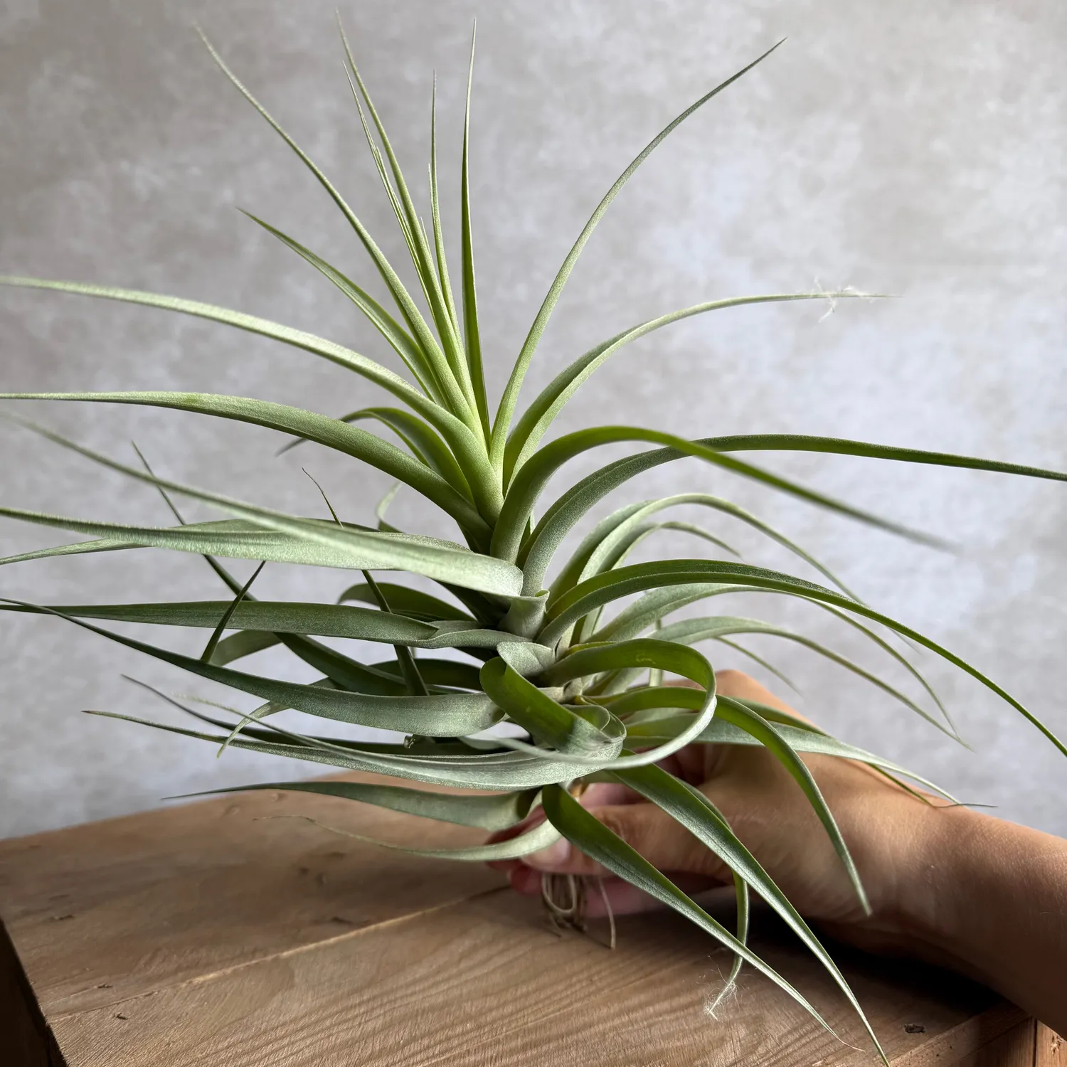 Airplantshop Tillandsia incarnata plante 20 cm gris-vert