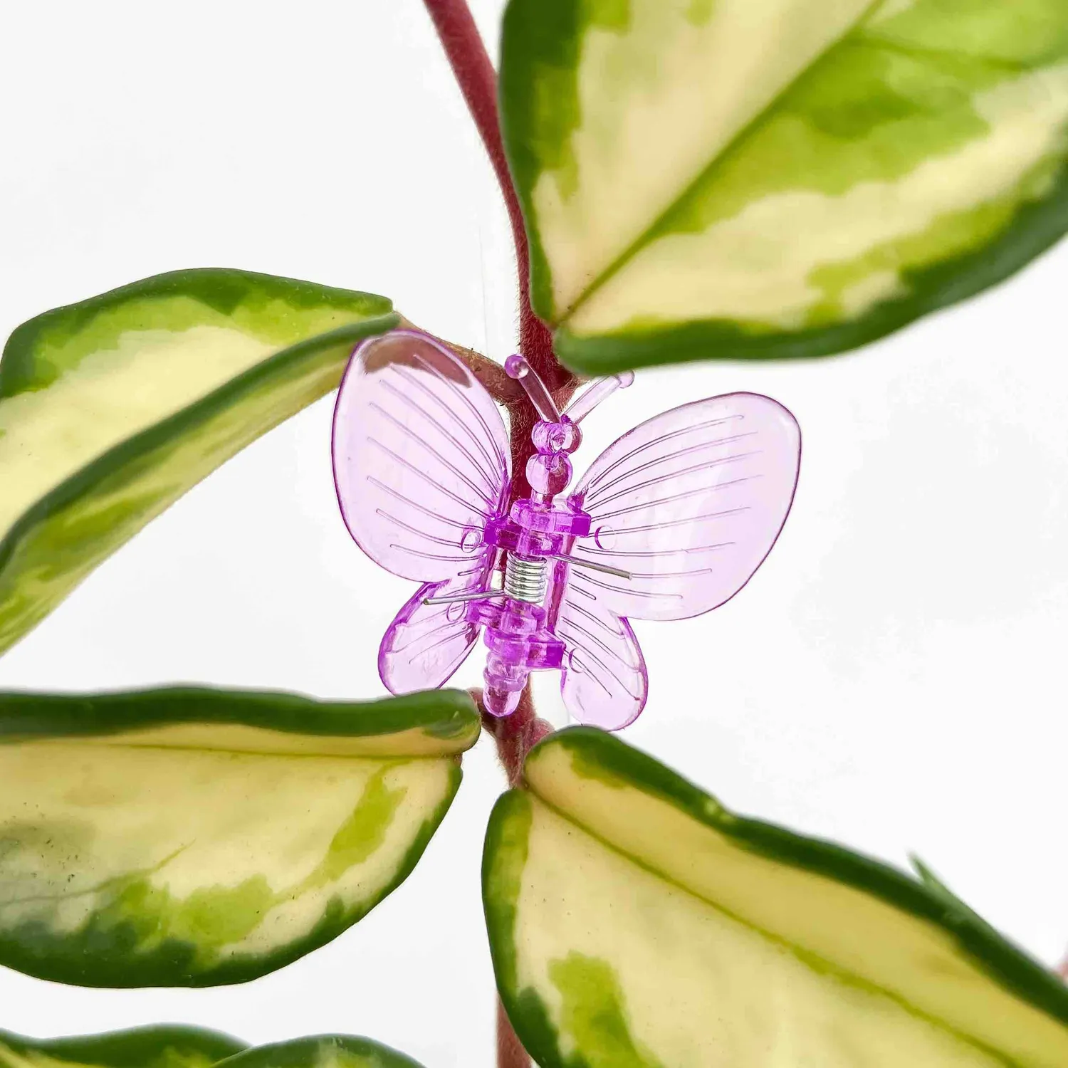 Plant and Stories pinces papillon plantes vert citron x10