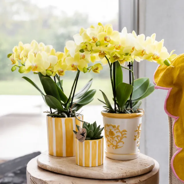 Plant and Stories Painted Stripe cache-pot céramique jaune 9 cm