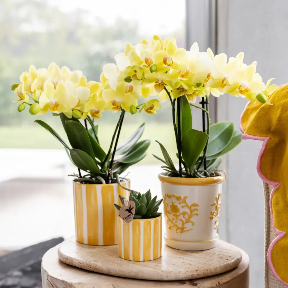 Plant and Stories Painted Stripe cache-pot céramique jaune 9 cm