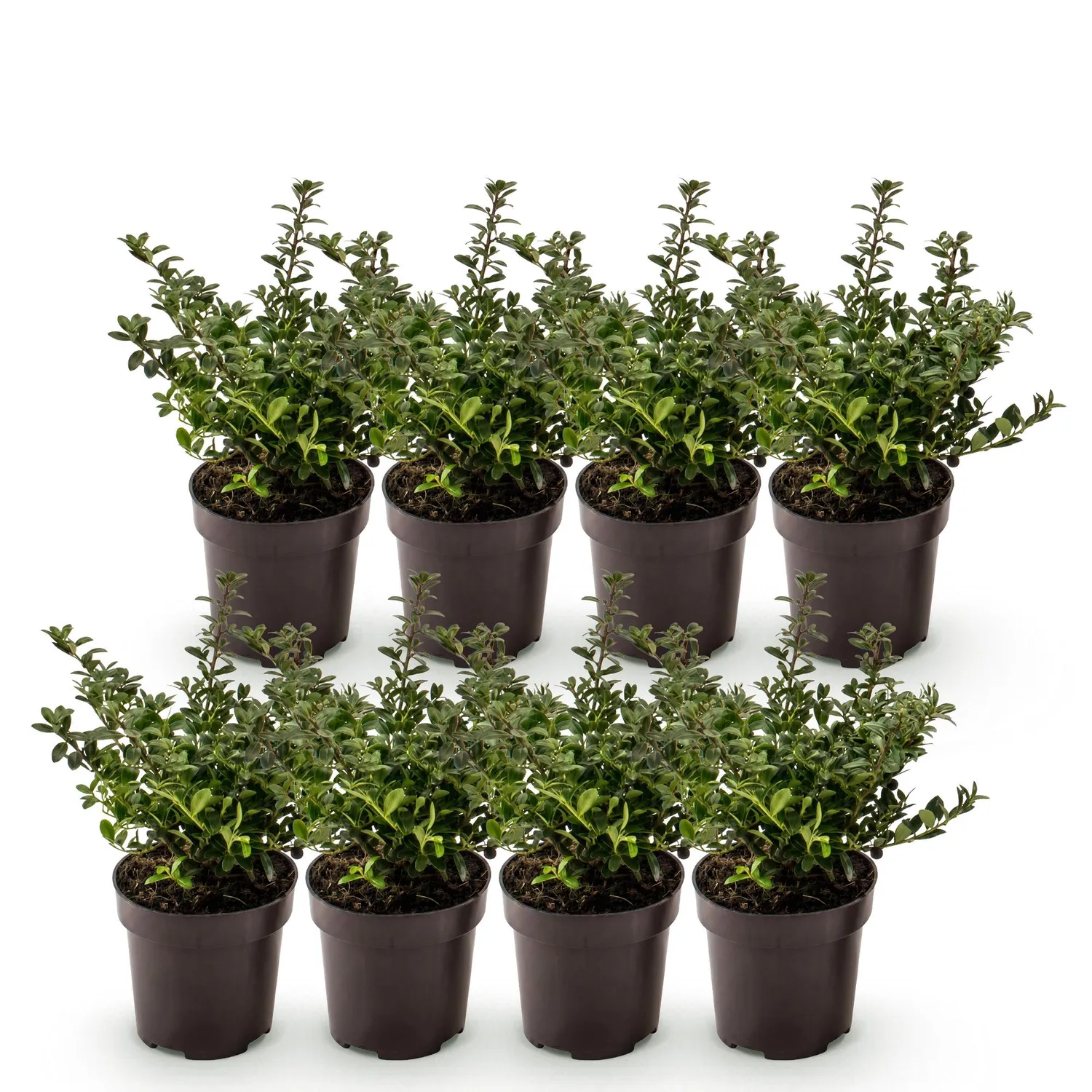Plant and Stories Stokes houx crénelé 8 plants pot 9 cm