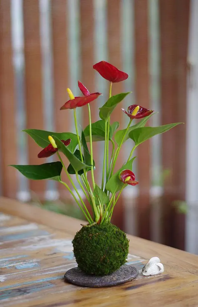 Aquaphyte Gatun Aka Ichi kokedama anthurium rouge fleuri
