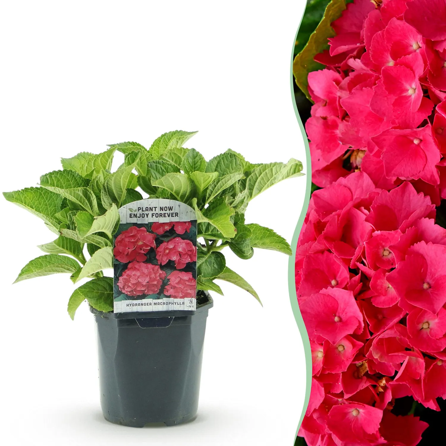 Plant and Stories Hortensia Macrophylla arbuste 1 plante rouge