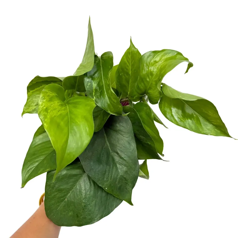 Plant and Stories Epipremnum Marble Green pothos pot 12 cm
